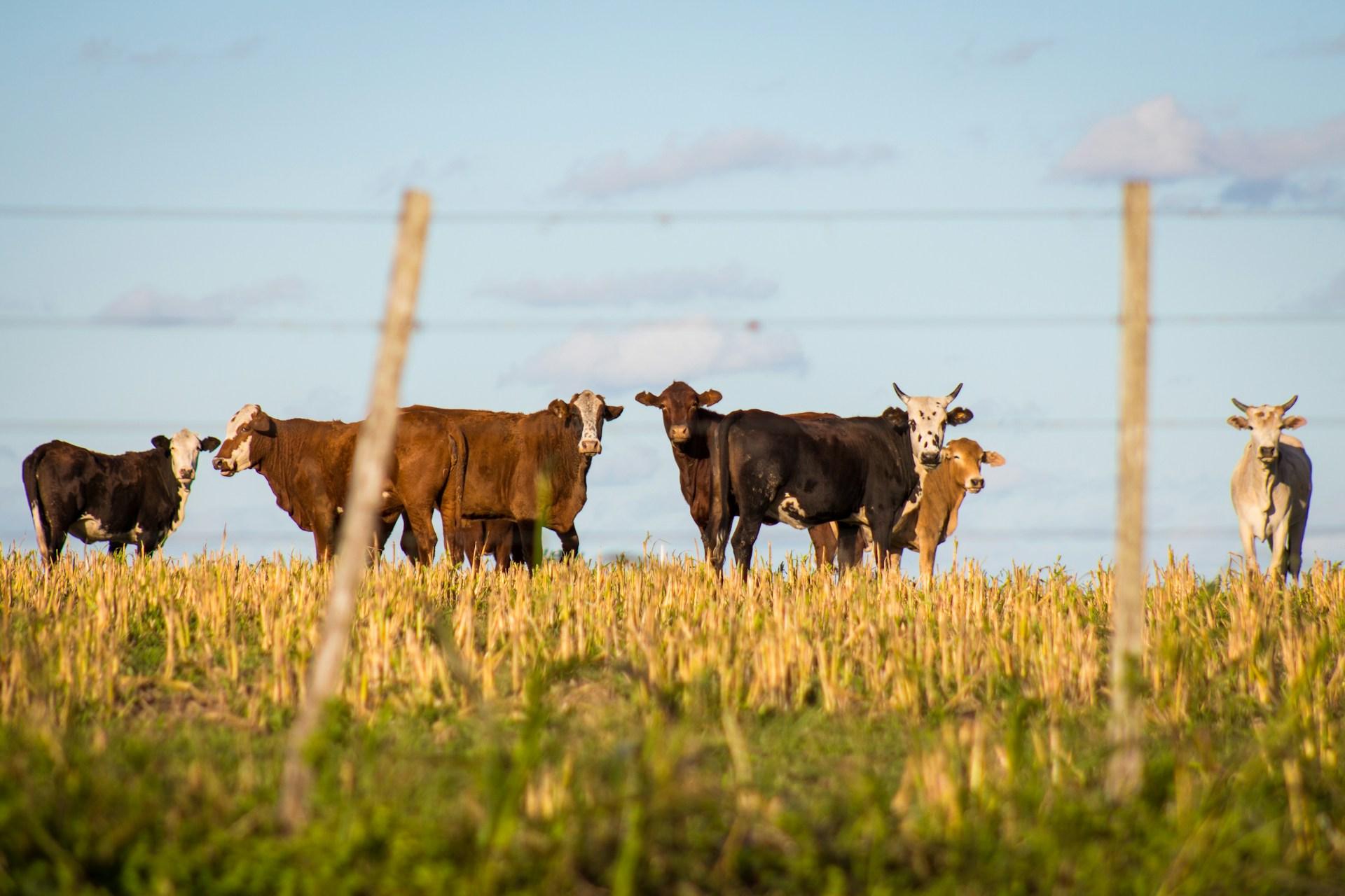 Cows behind a fence